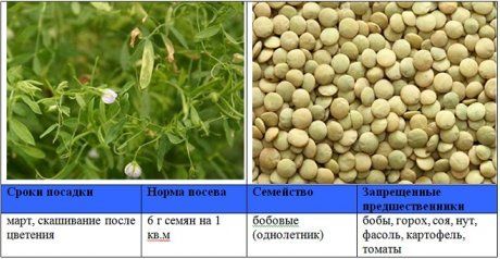 Какие бывают сидераты фото